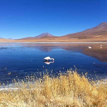 Laguna Canapa, Altiplano Bolivia, Bolivia