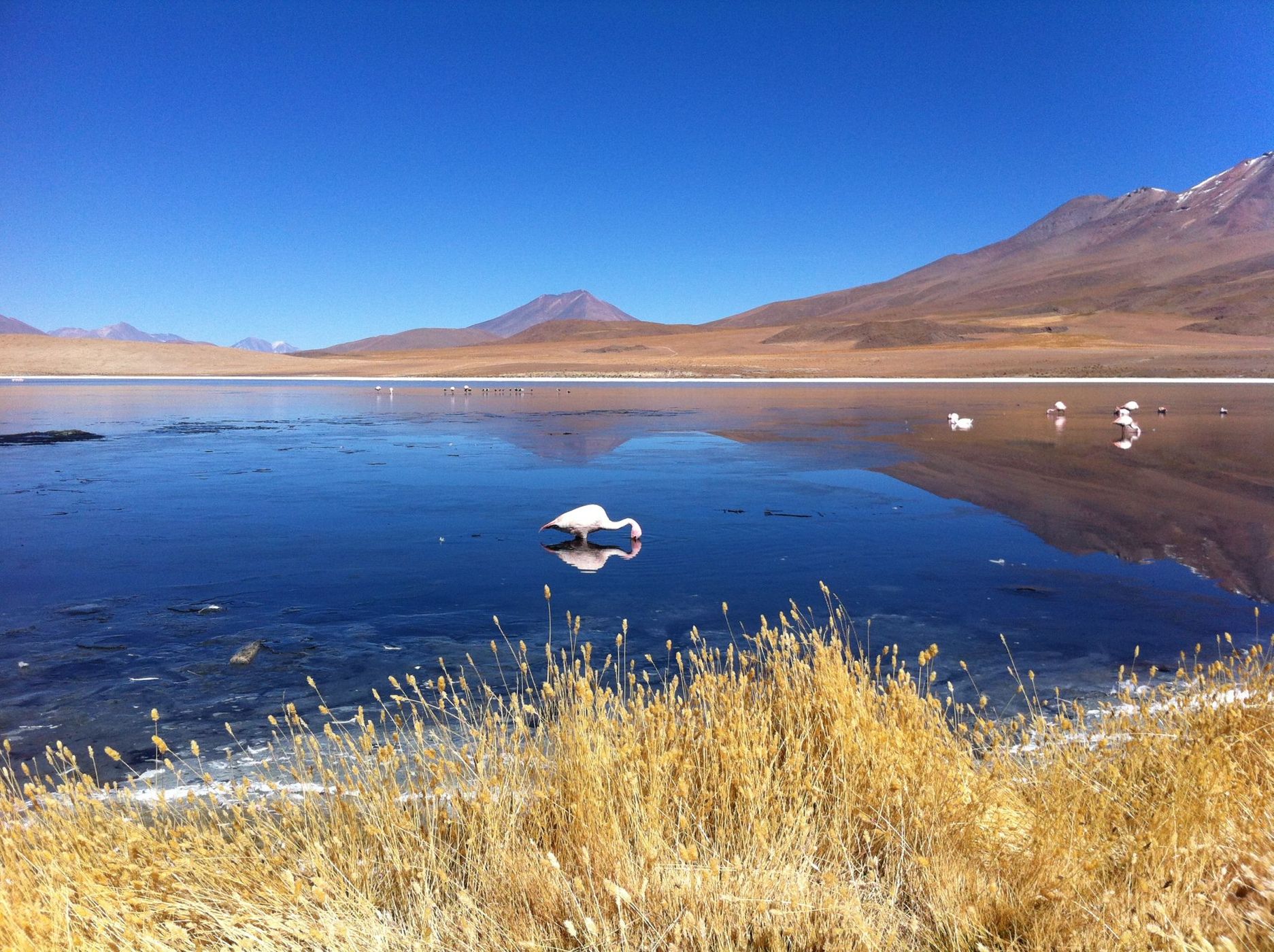 Laguna Canapa, Altiplano Bolivia, Bolivia