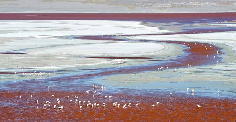 Laguna Colorada