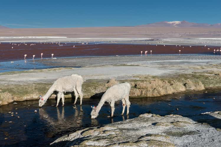 Laguna Colorada