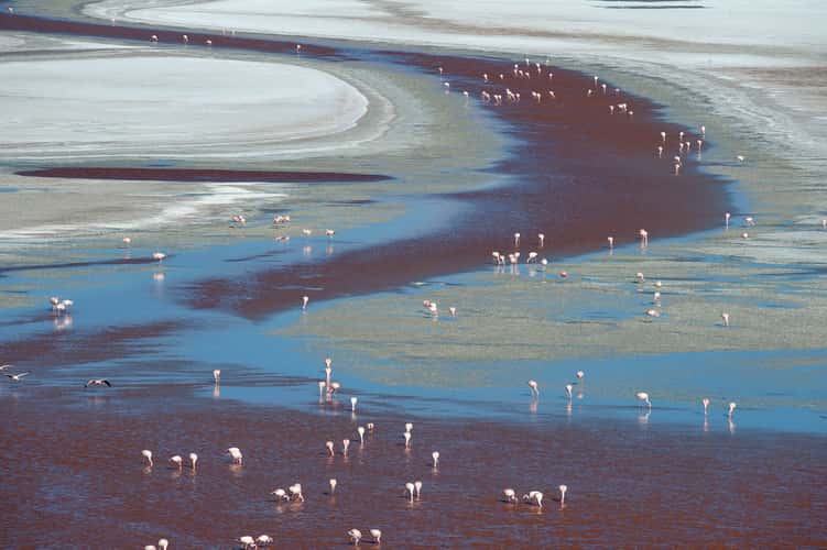 Laguna Colorada