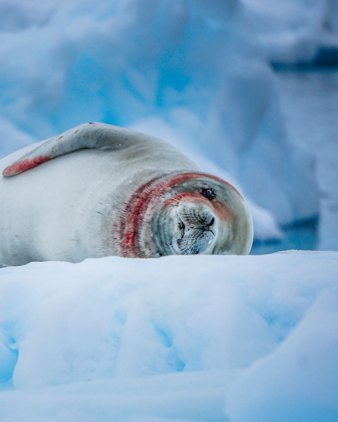 Paradise Bay Antarctica, Chile