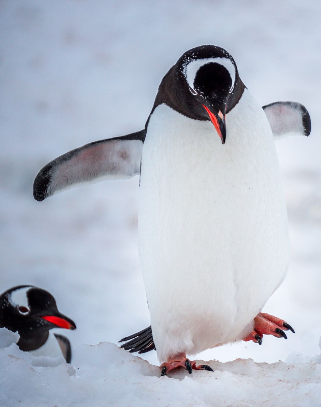 Paradise Bay Antarctica, Chile
