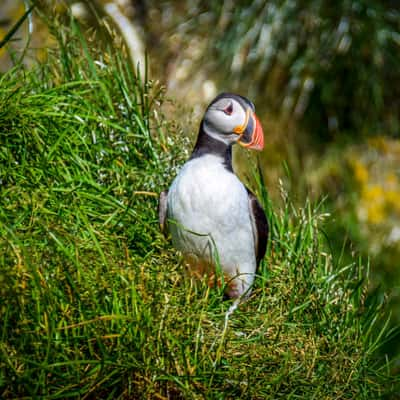 Puffin rock, Iceland