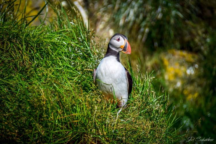 Puffin rock
