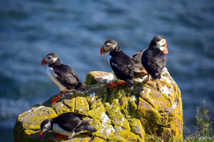 Puffin rock