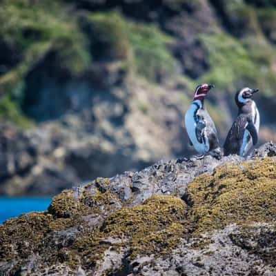 Puñihuil, Chile