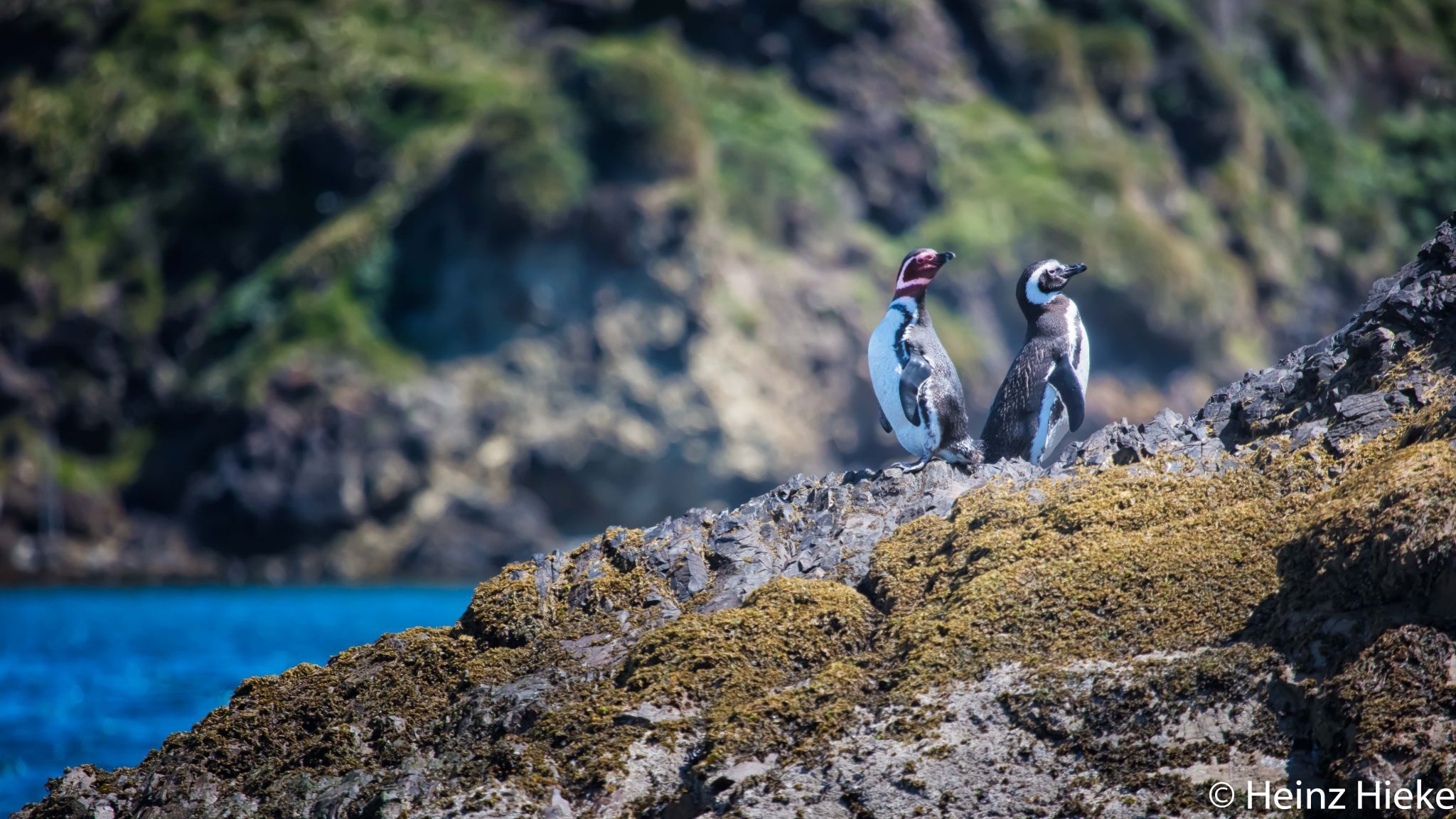 Puñihuil, Chile