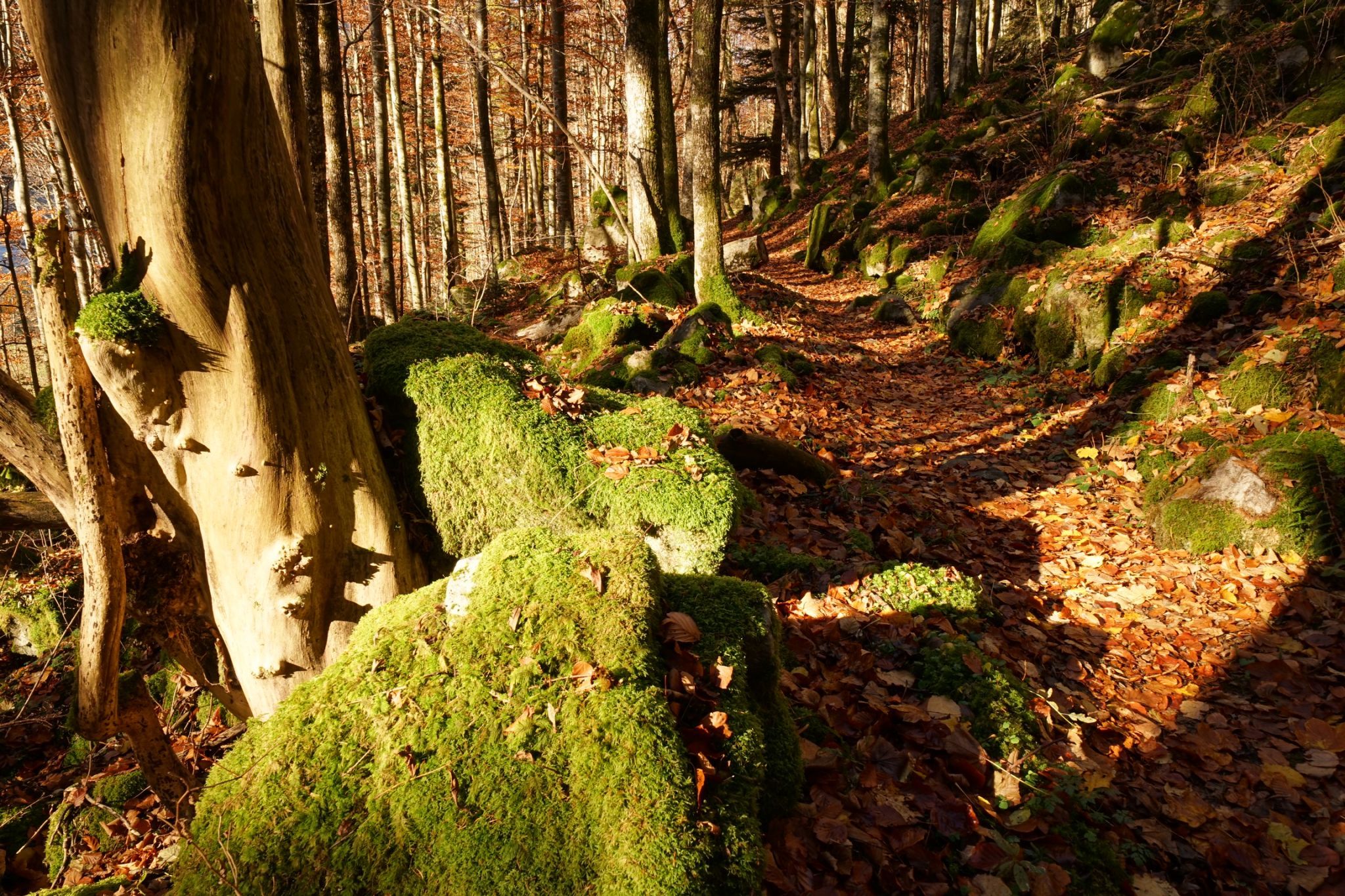 St Wilhelm Hike, Germany