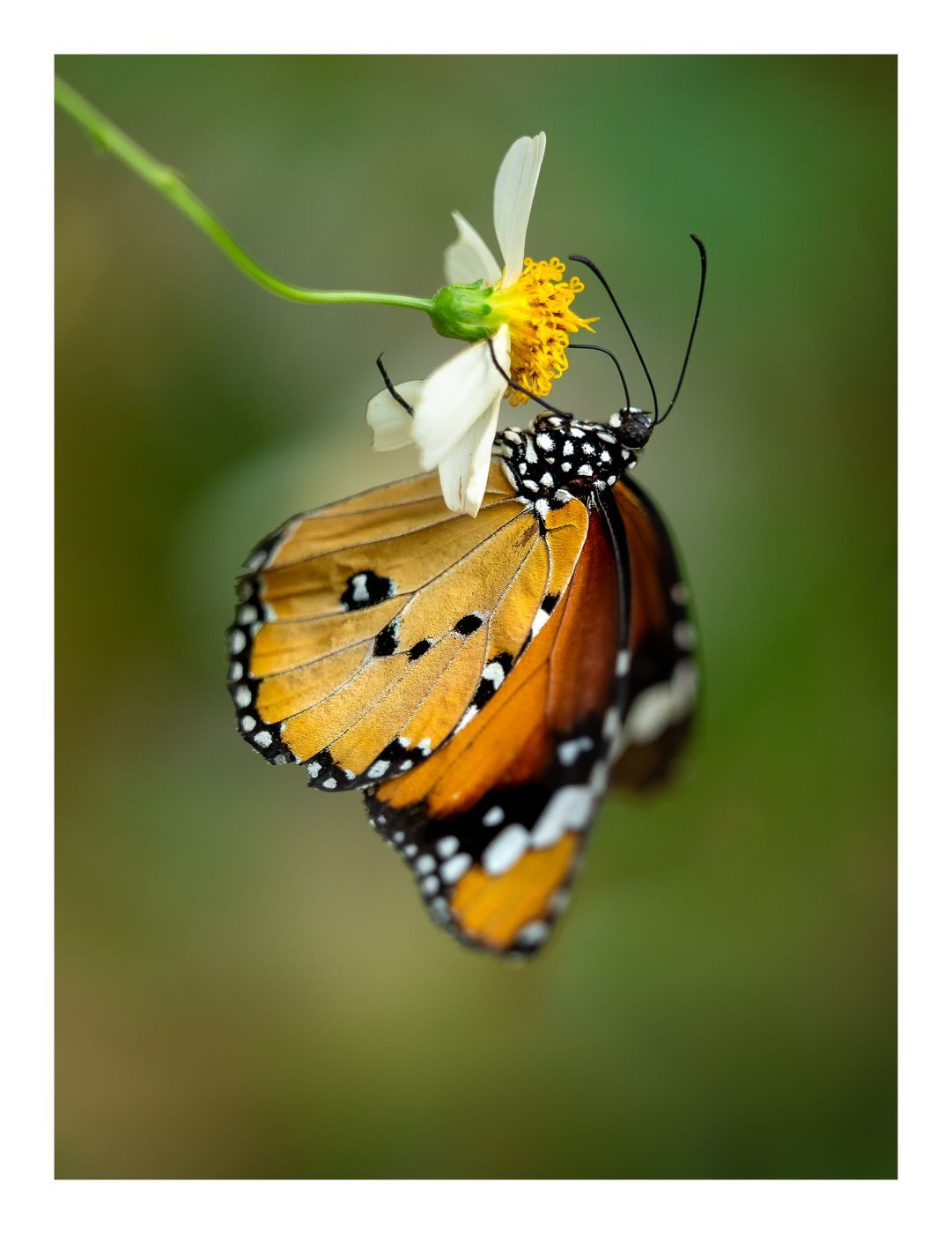 Stratford Butterfly Farm, United Kingdom