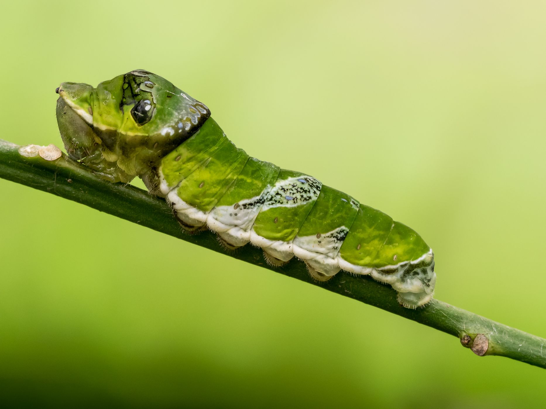 Stratford Butterfly Farm, United Kingdom