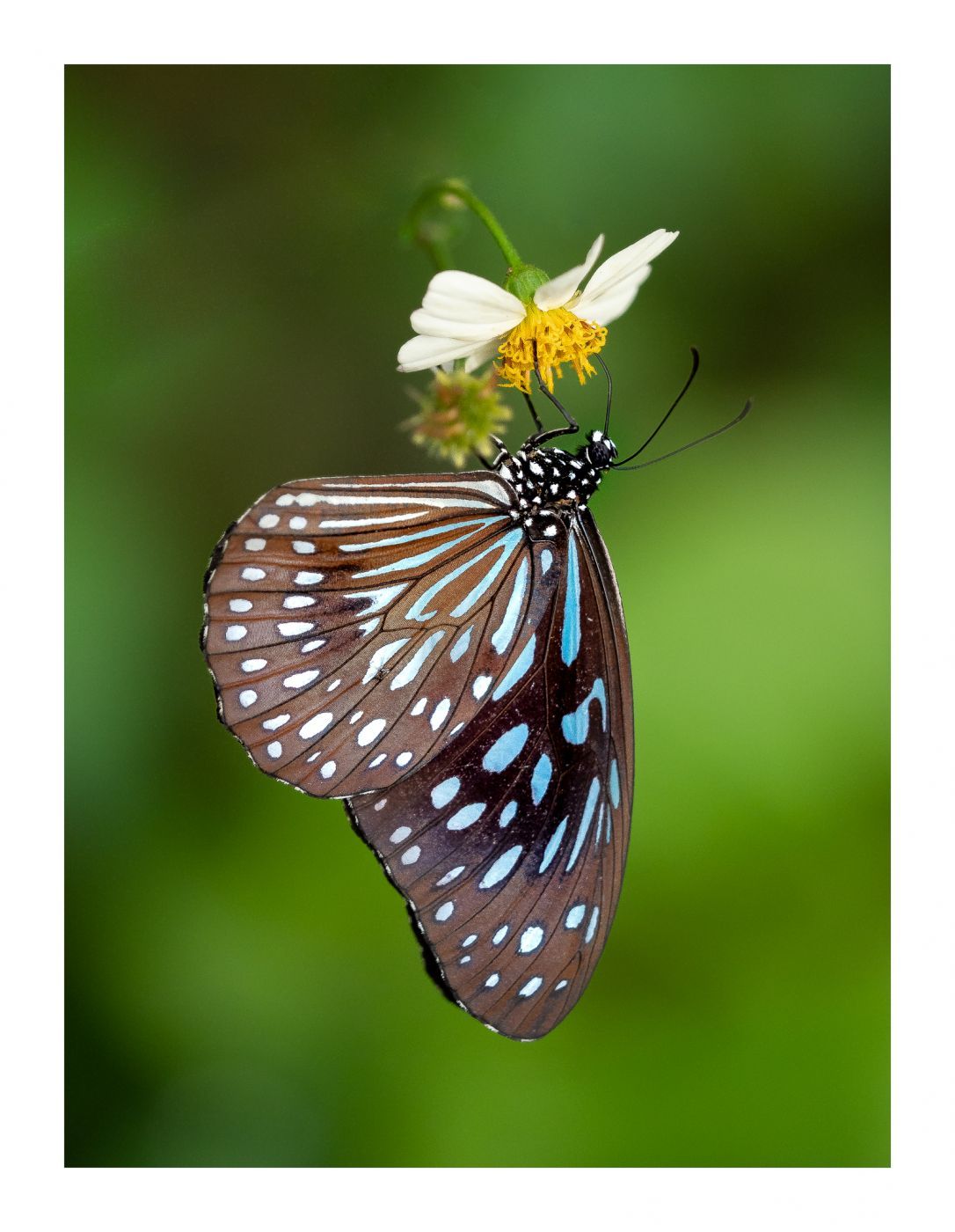 Stratford Butterfly Farm, United Kingdom