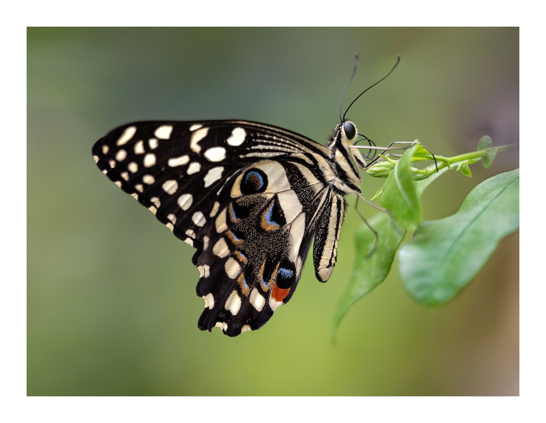 Stratford Butterfly Farm, United Kingdom