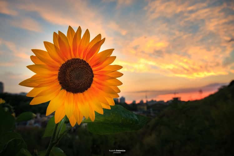 Sunny Kiev
