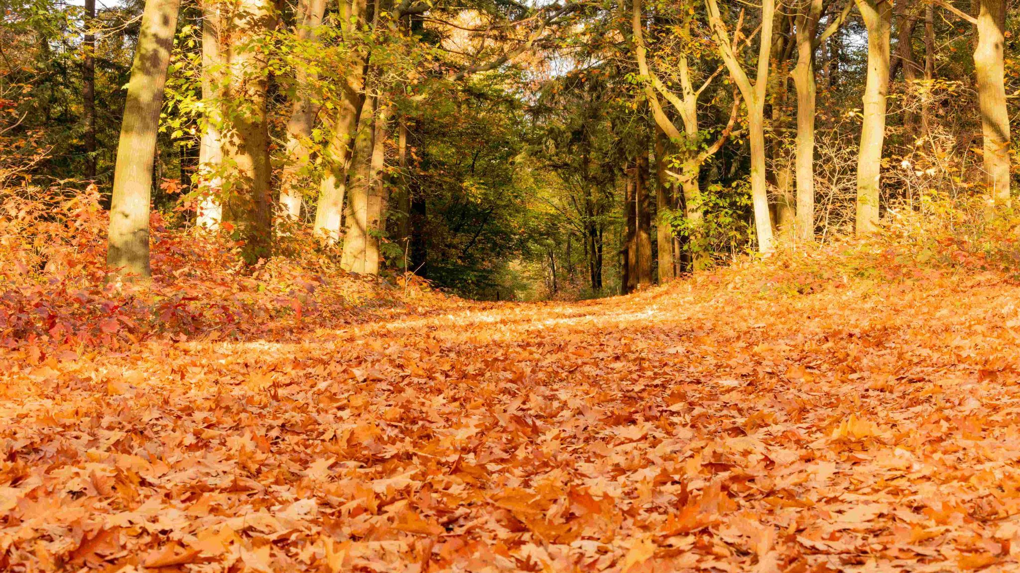 The primeval area in Brabant, Netherlands