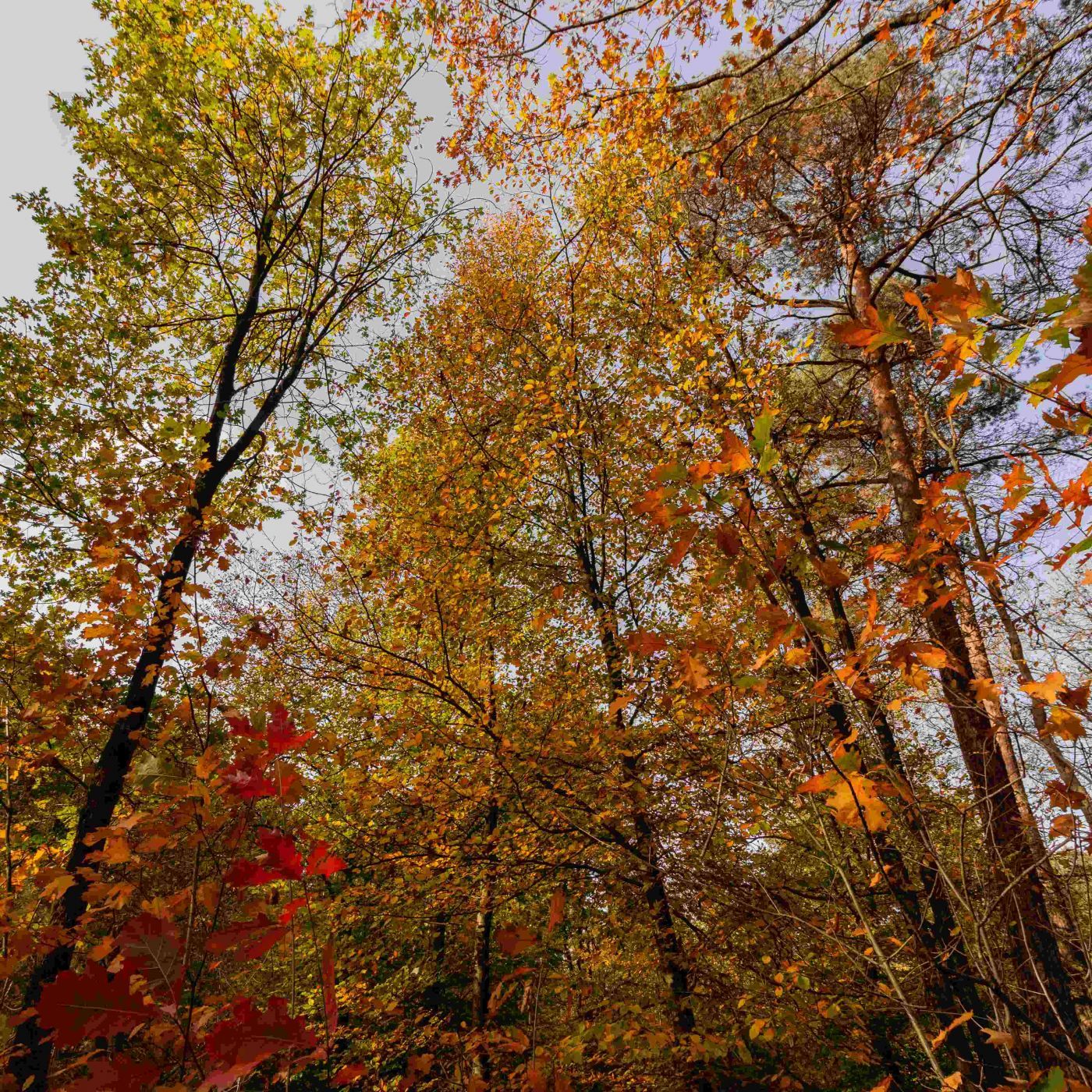 The primeval area in Brabant, Netherlands