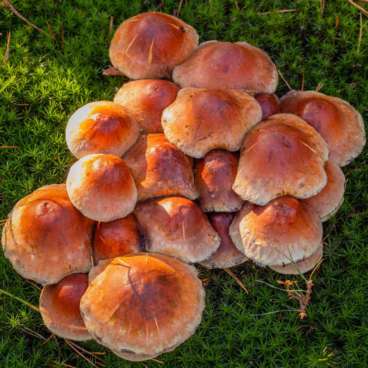 The primeval area in Brabant, Netherlands