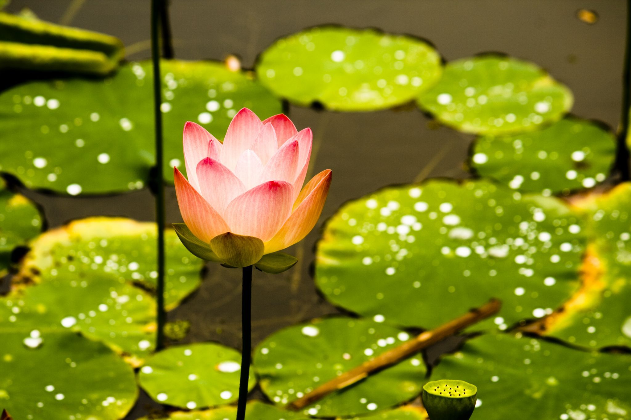 McKee Botanical Garden, USA