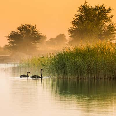 Al Qudra Lakes, United Arab Emirates