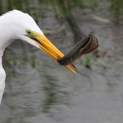 Anhinga Trail, Everglades National Park, USA