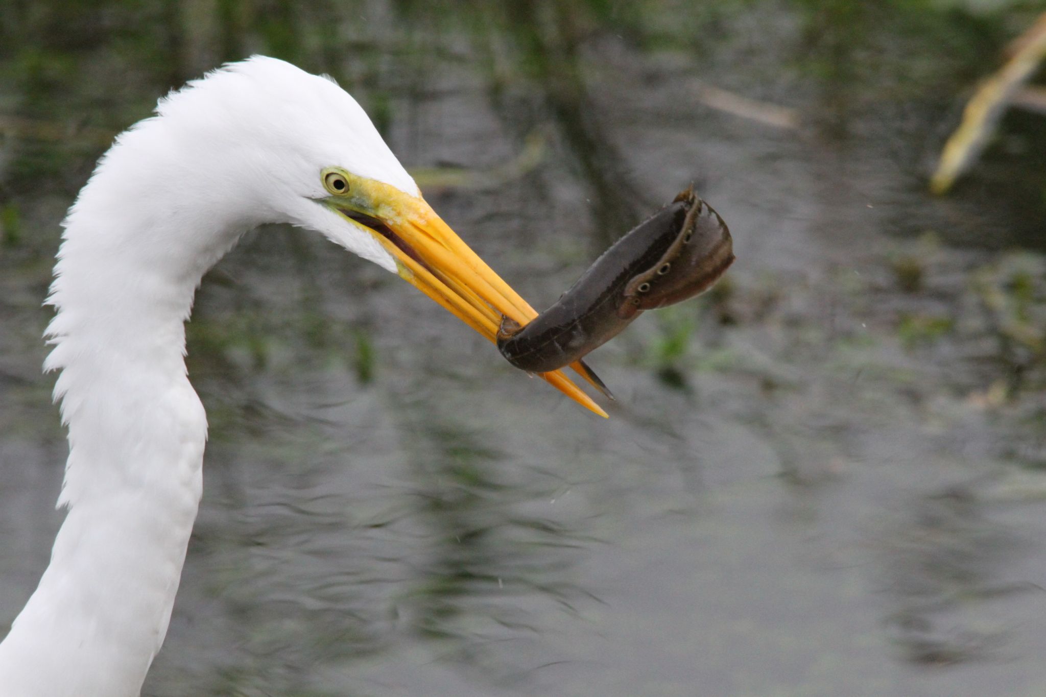 Anhinga Trail, Everglades National Park, USA