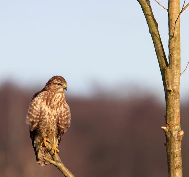 De Luysen Mariahof, Belgium
