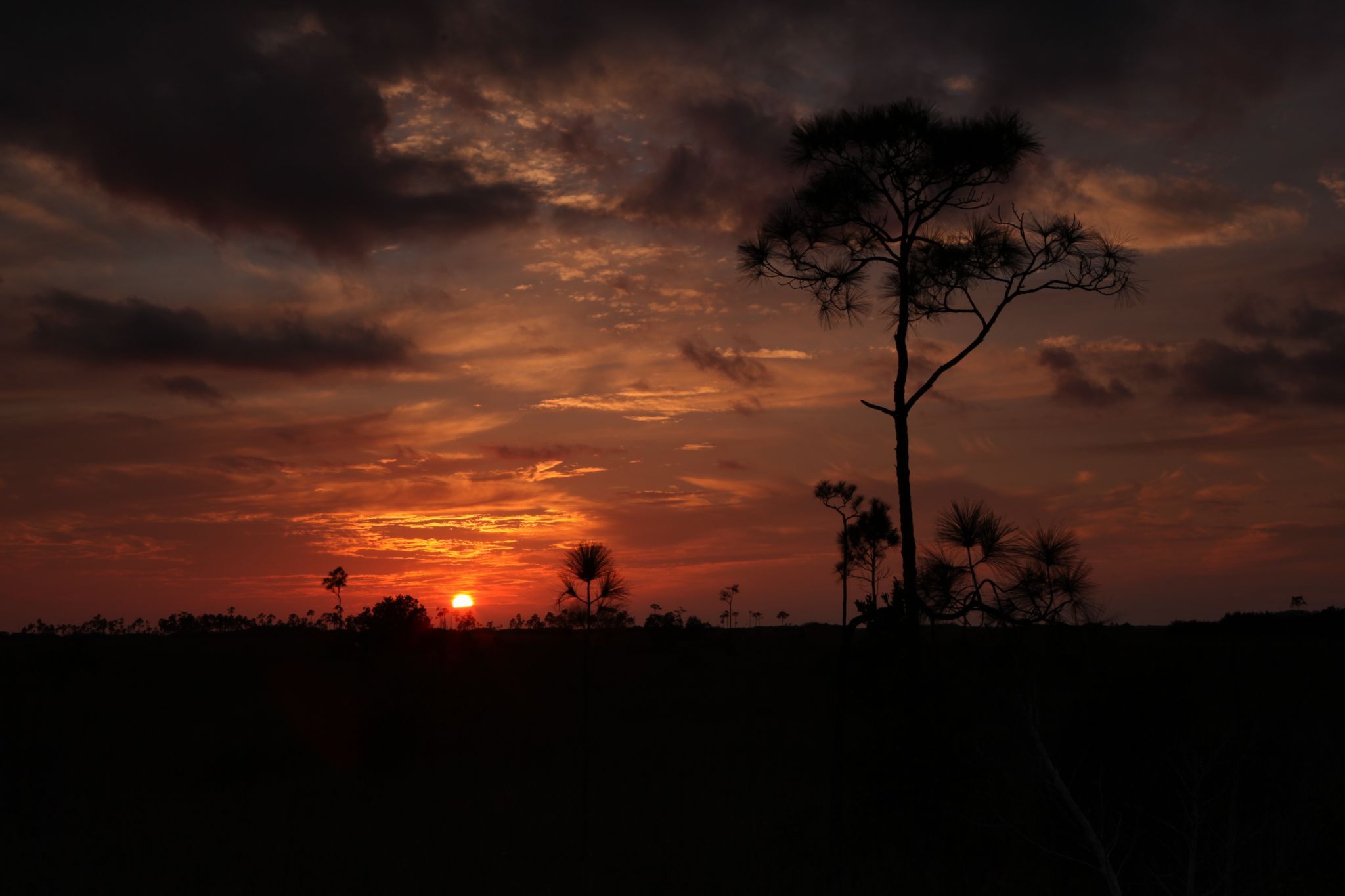 Everglade landscapes, USA