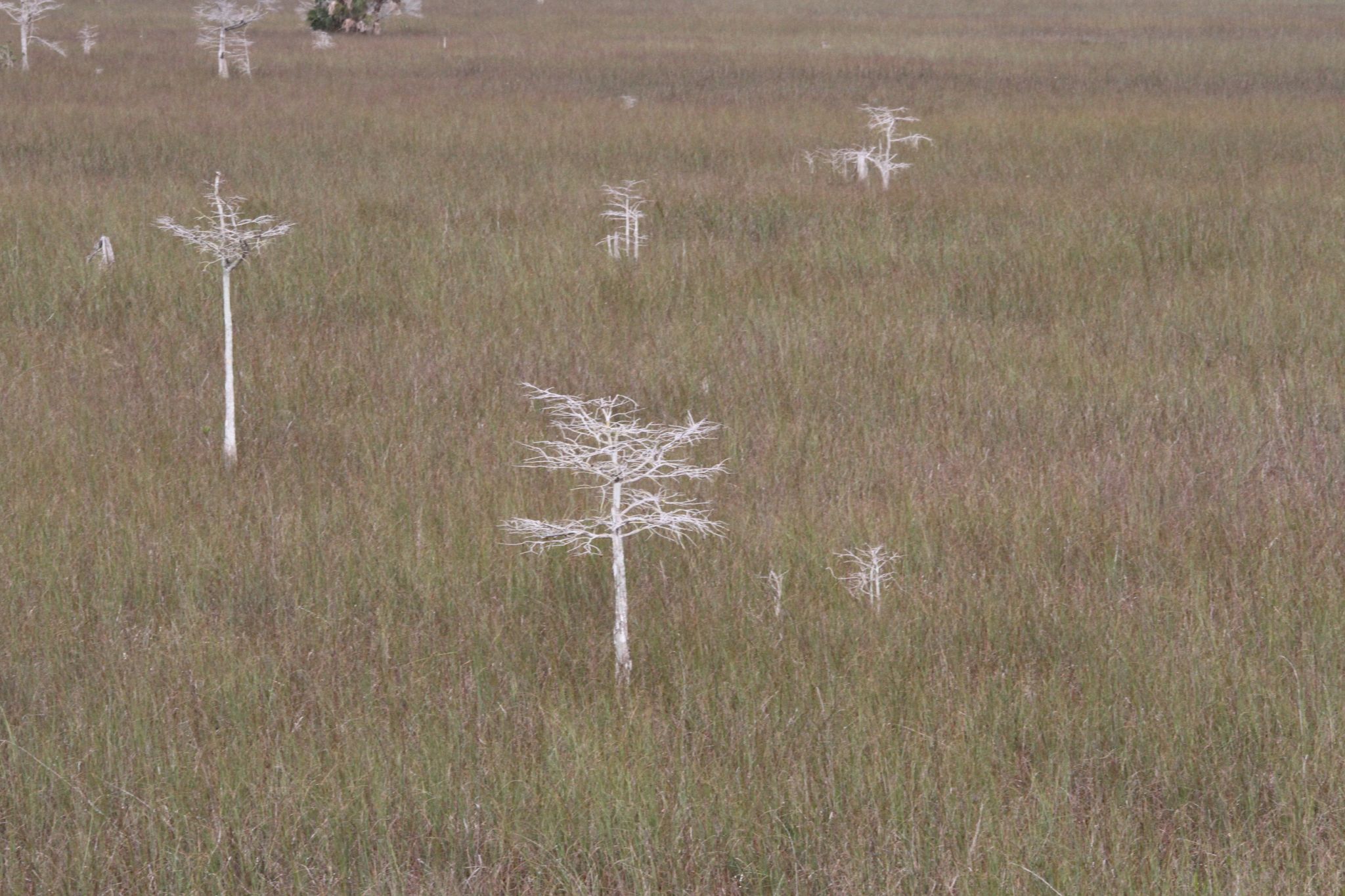Everglade landscapes, USA