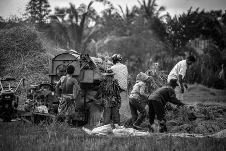 Family bringing in the harvest Siem Reap
