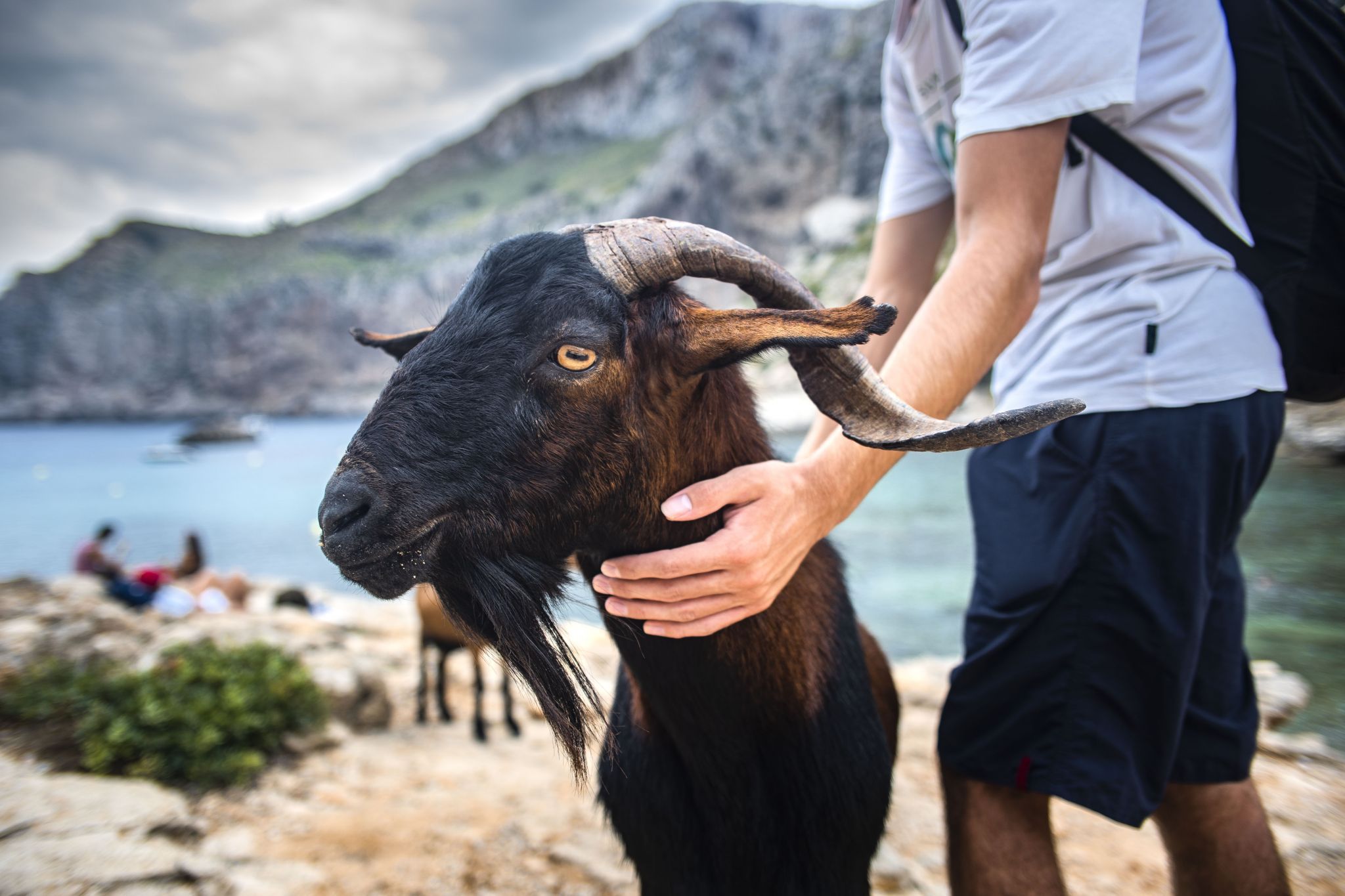Goats at Cala Figuera (Cap de Formentor), Spain