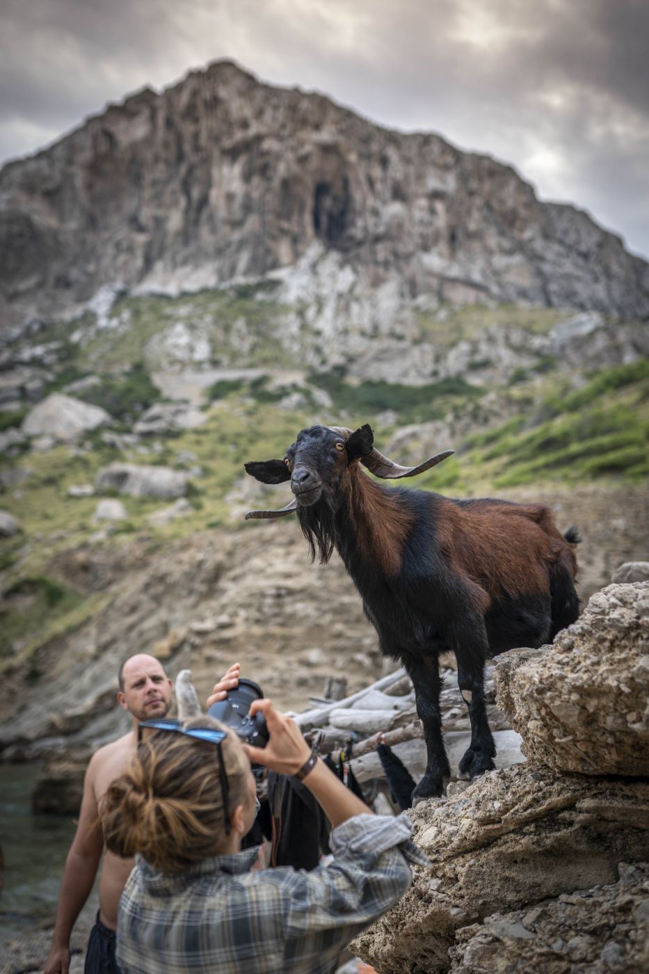 Goats at Cala Figuera (Cap de Formentor), Spain