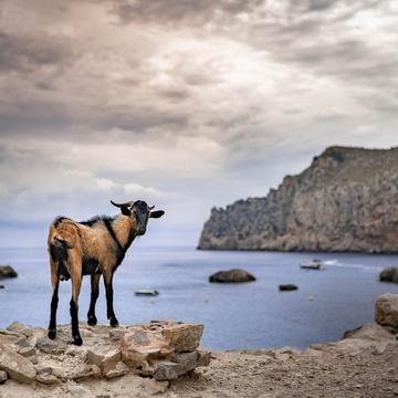 Goats at Cala Figuera (Cap de Formentor), Spain