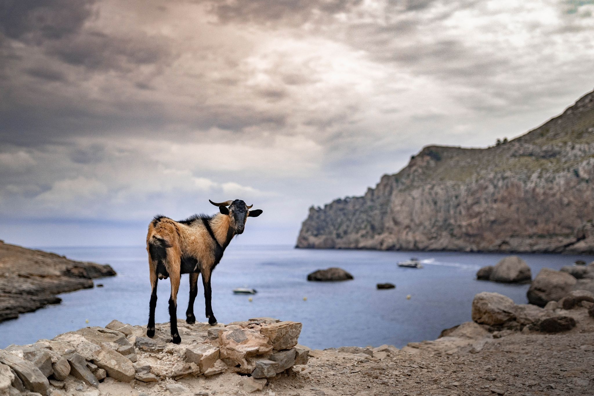 Goats at Cala Figuera (Cap de Formentor), Spain