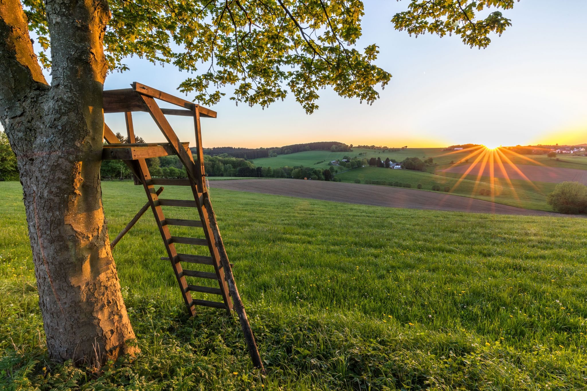 Tree stand. Halver.