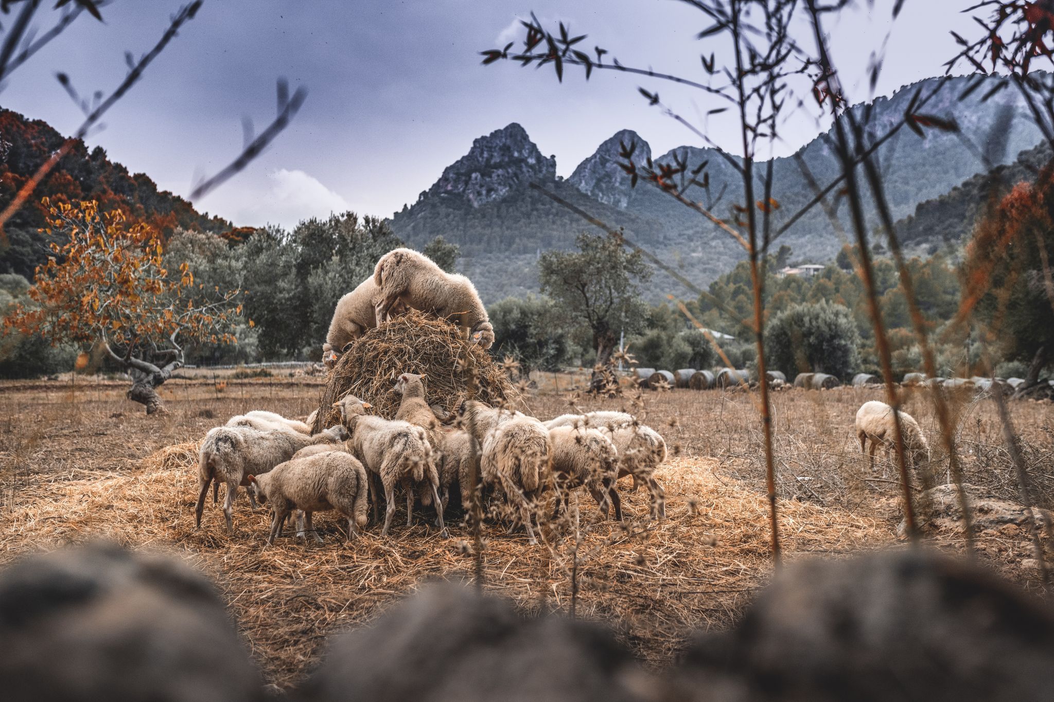 Jardines de Alfabia, Spain