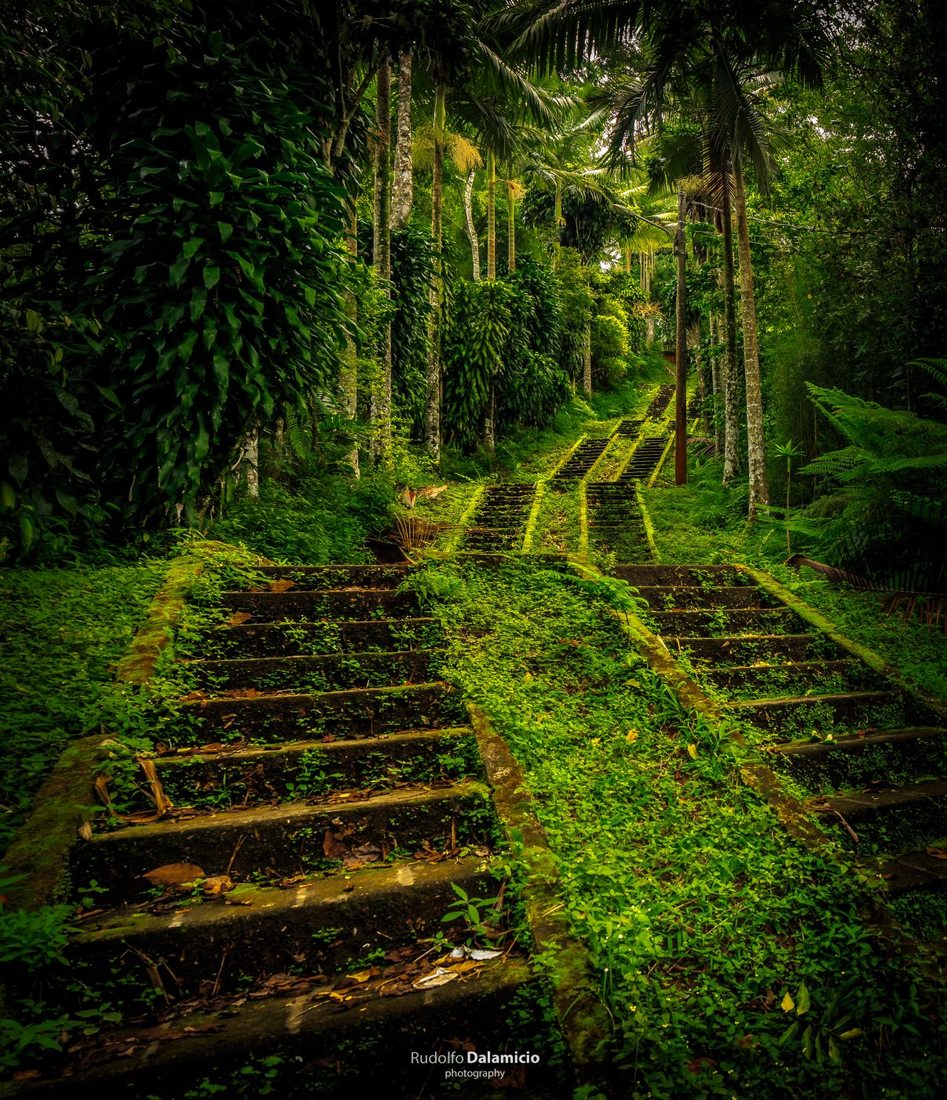 Jungle Stairs, Indonesia