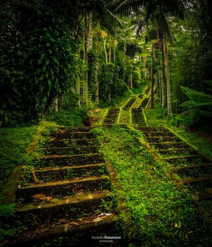 Jungle Stairs