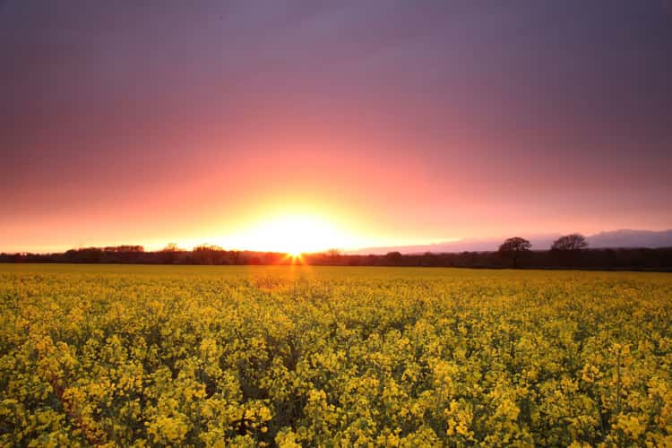Kent Fields