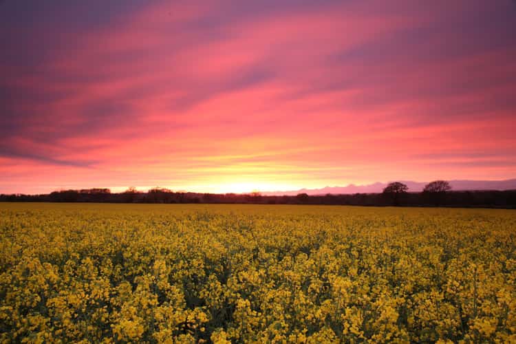 Kent Fields