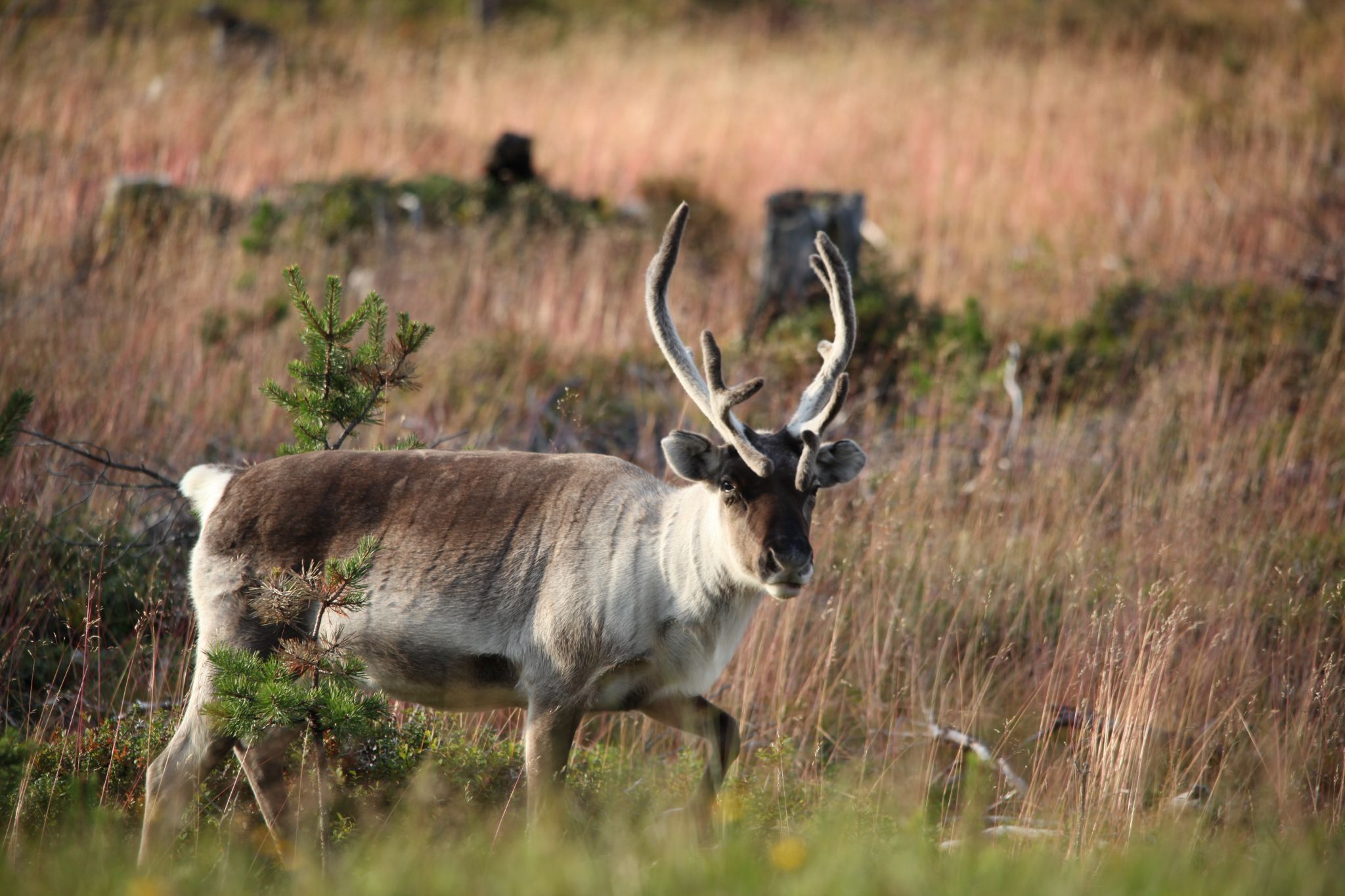 Lapland Reindeer, Finland