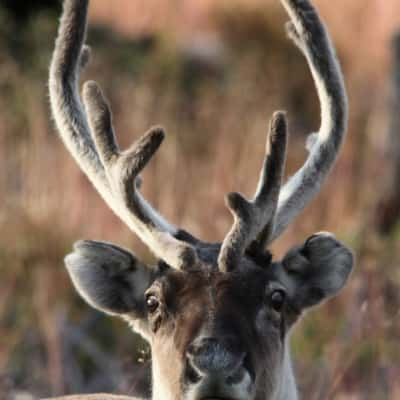 Lapland Reindeer, Finland