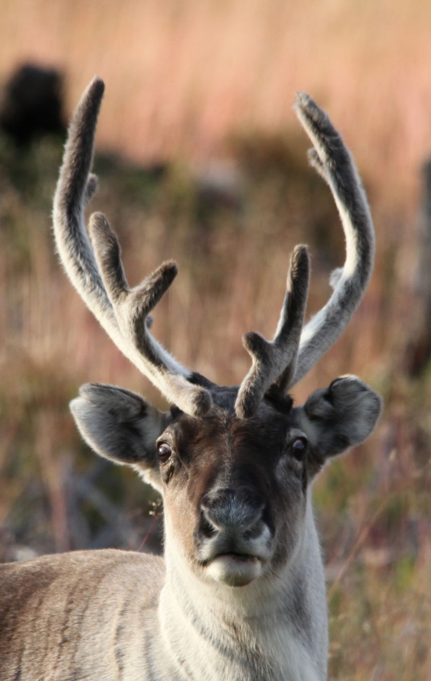 Lapland Reindeer, Finland