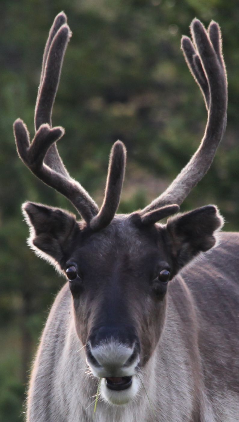 Lapland Reindeer, Finland