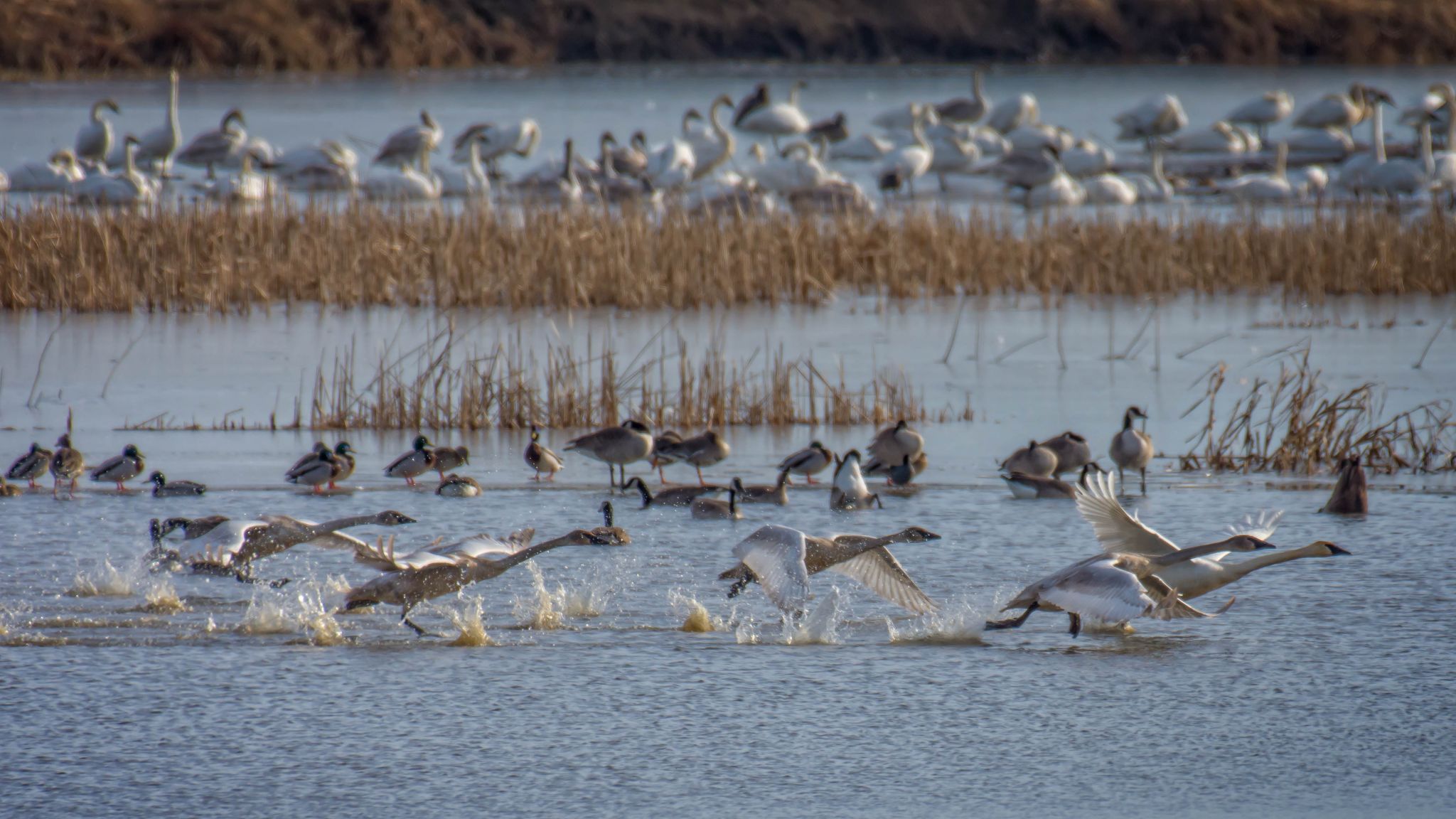 Loess Bluffs National Wildlife Refuge, USA
