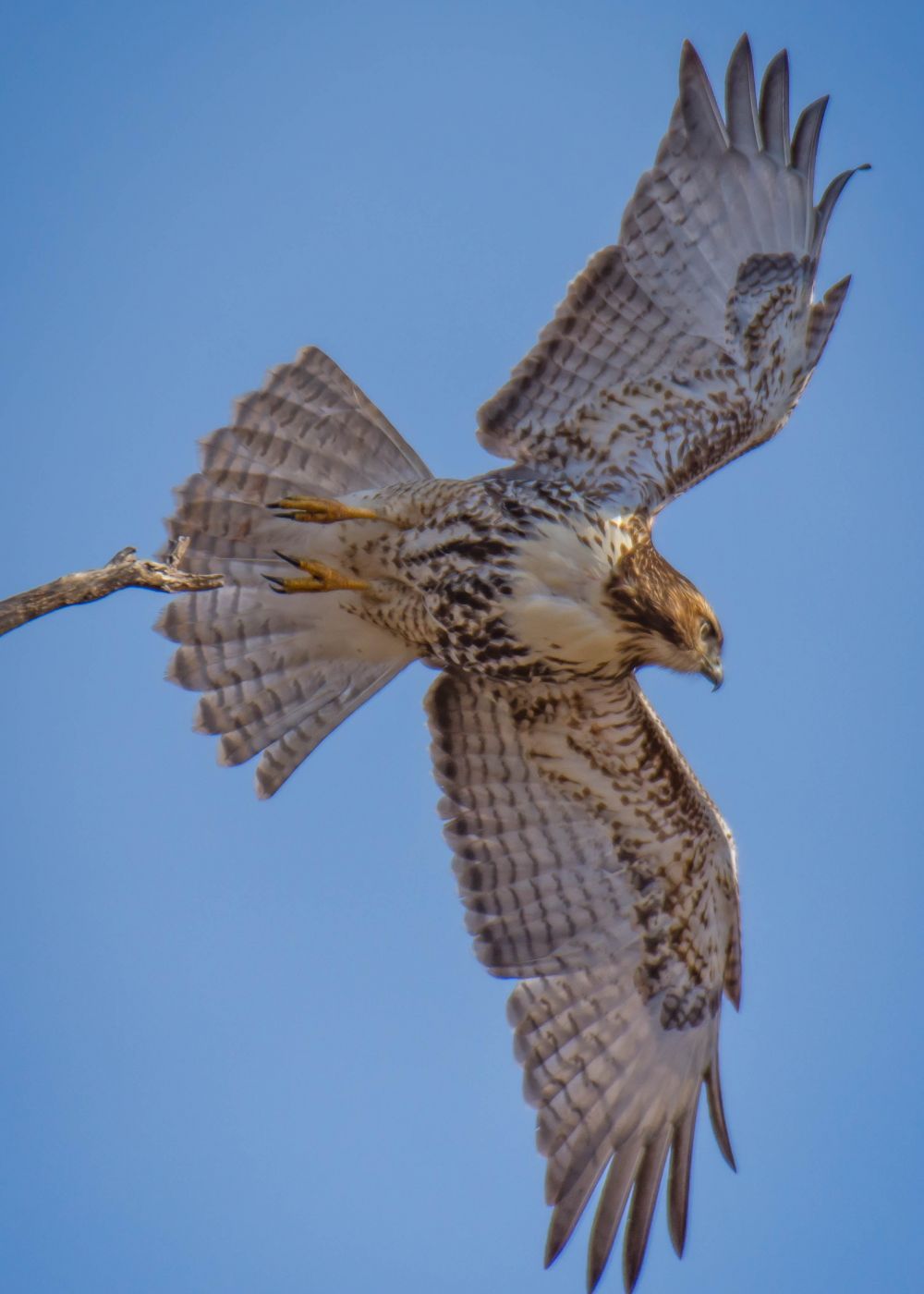 Loess Bluffs National Wildlife Refuge, USA