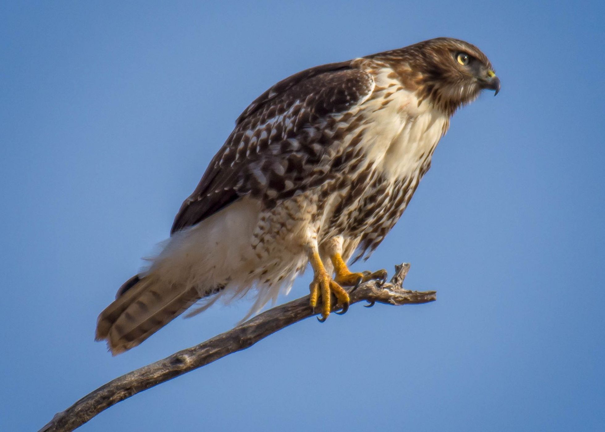 Loess Bluffs National Wildlife Refuge, USA