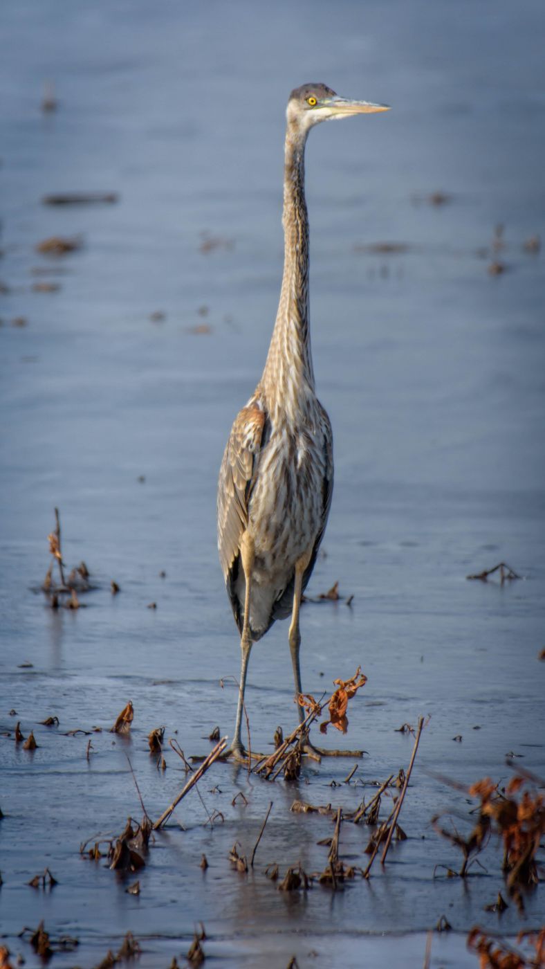 Loess Bluffs National Wildlife Refuge, USA