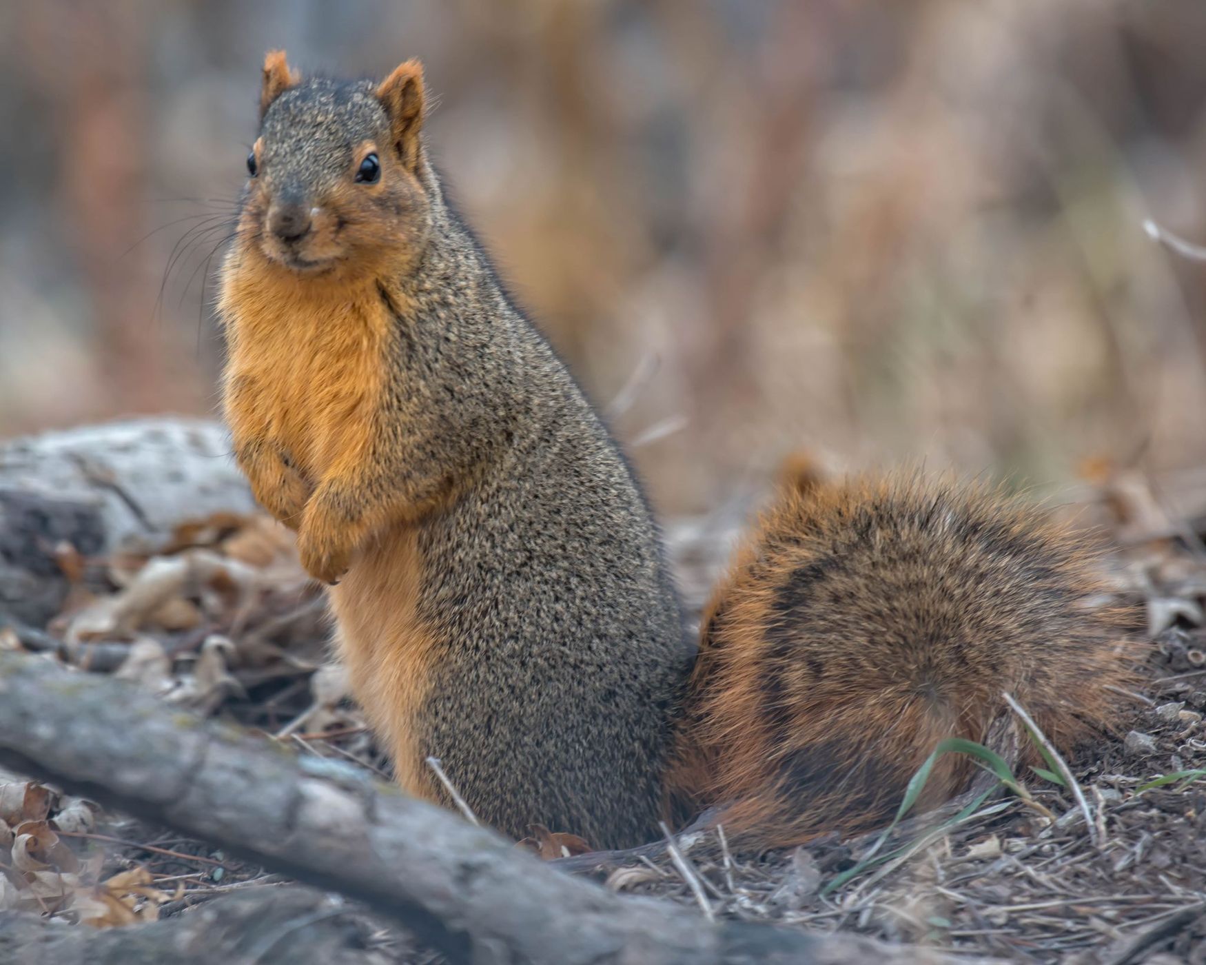 Loess Bluffs National Wildlife Refuge, USA