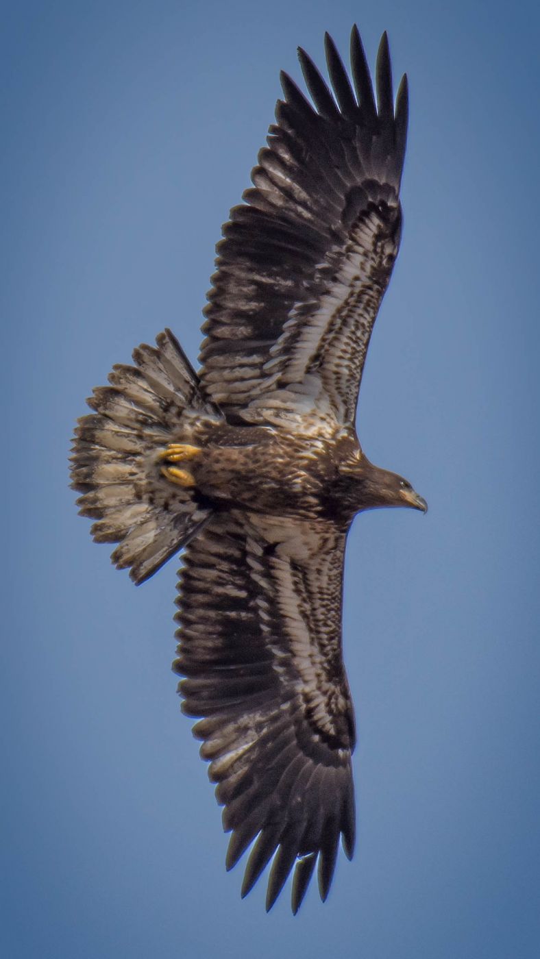 Loess Bluffs National Wildlife Refuge, USA