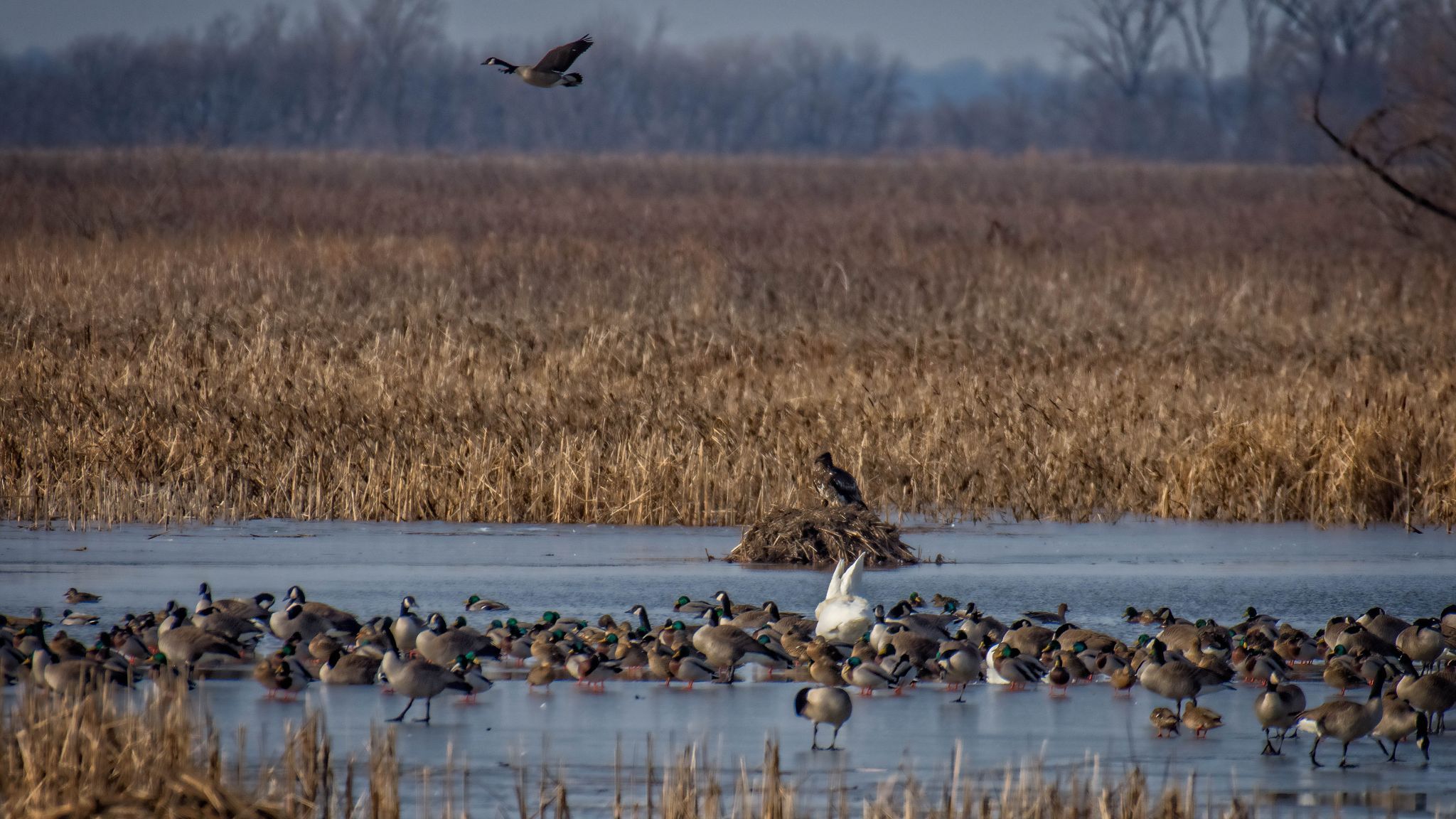 Loess Bluffs National Wildlife Refuge, USA